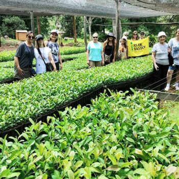 Ruta de la yerba mate