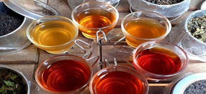 Ruta del Té - Puro Moconá Lodge