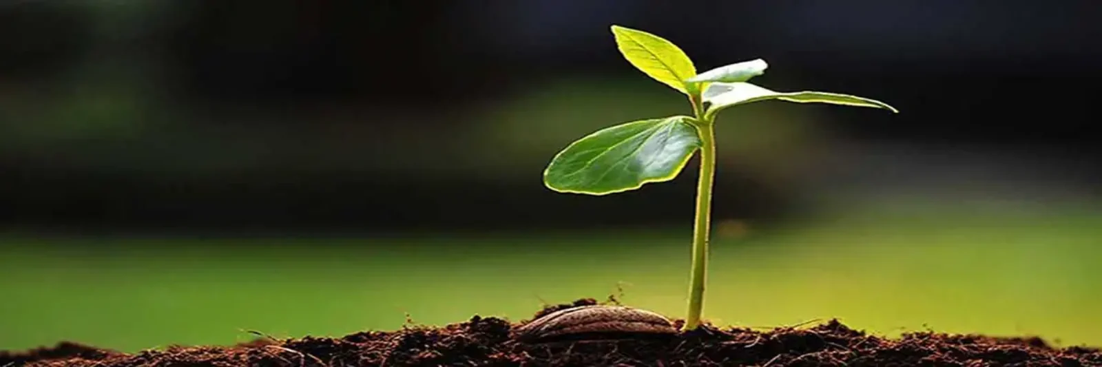 Sustentabilidad en Puro Moconá Ldge